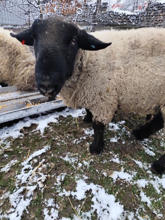 Berbec suffolk 100 kg