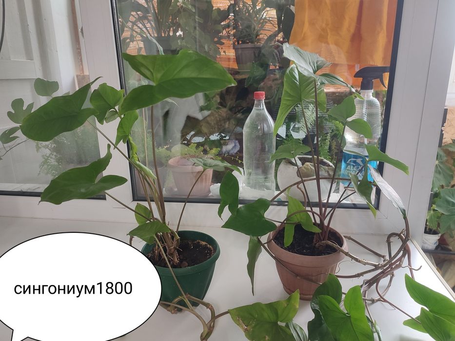 Цветы комнатные продам