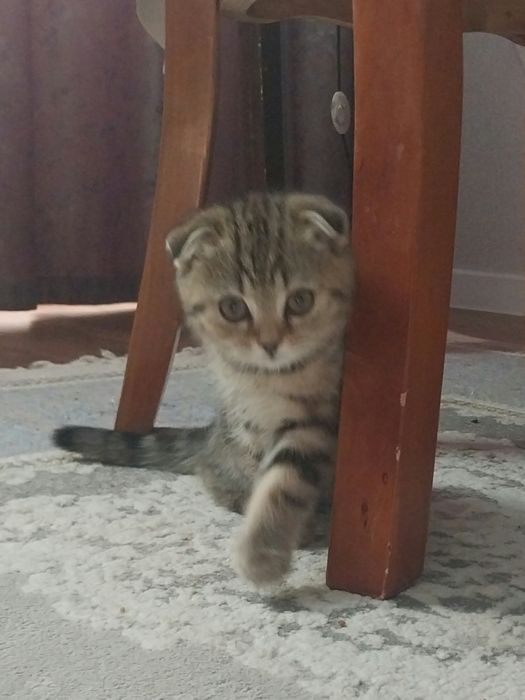 Продаётся шотланский котёнок.