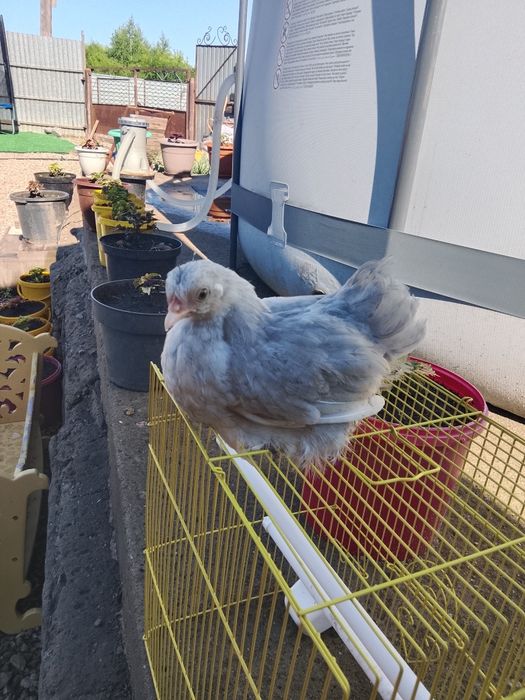Продам декоративную курочу