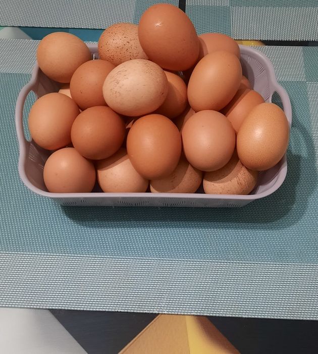 Домашние куриные яйца