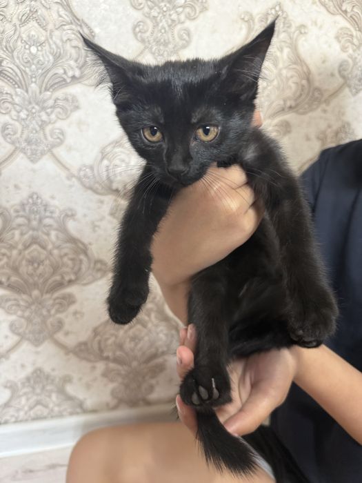 Котята в добрые руки бесплатно