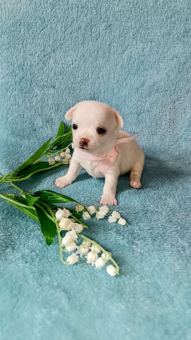 Крошка чихуахуа  щенок