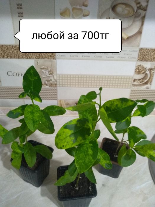 Продам комнатные растения
