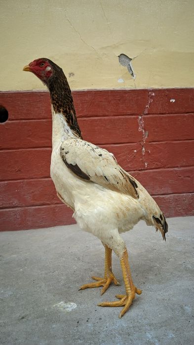 Кореец мекен сатылады