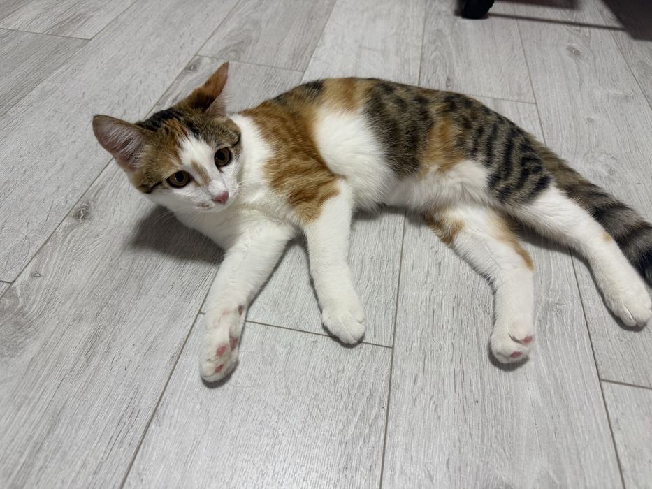 Отдам котенка в добрые руки