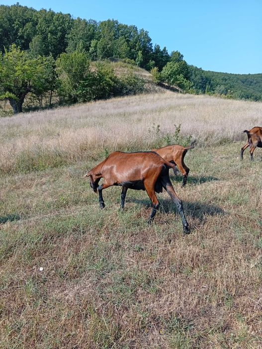 Țap Alpina Franceză