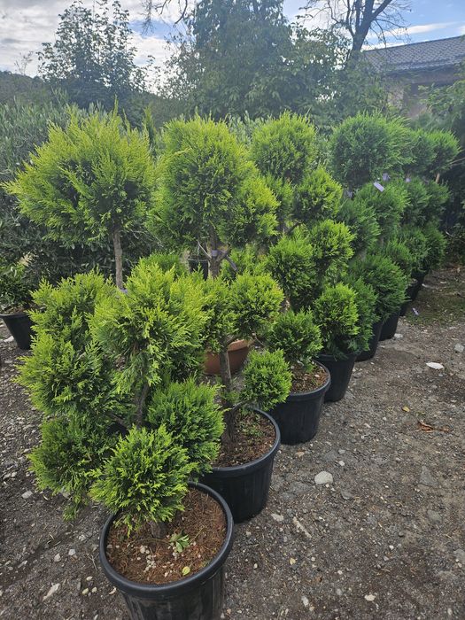 Maslin leilandy phoetinia eonymous Camelia spirale ponpon