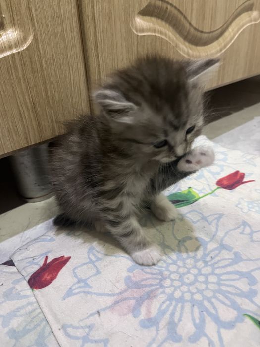 Отдам котят в добрые руки