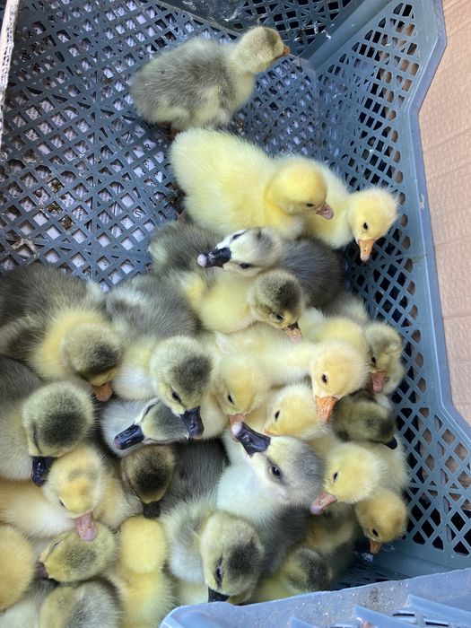 Продам гусят суточных
