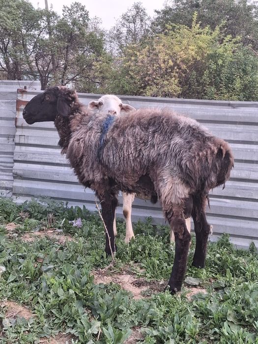 Срочно продам срочно