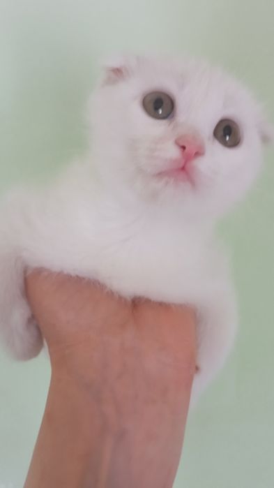 Britanskiy fold  oppoq mushukchalar. Sotiladi.