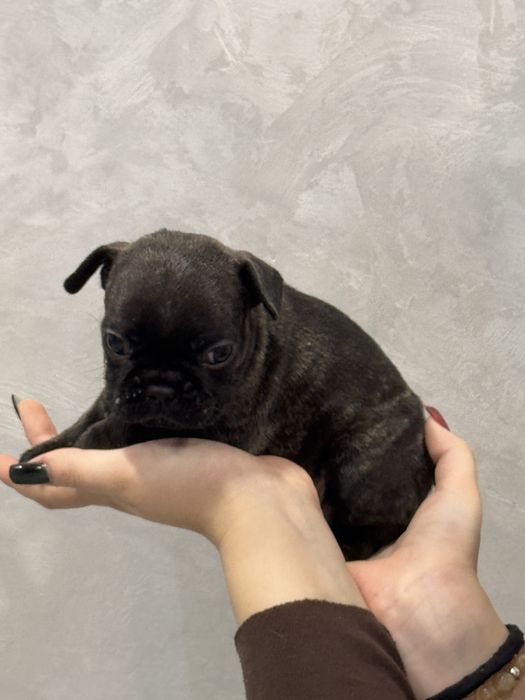 Щенки Французкого будьдога