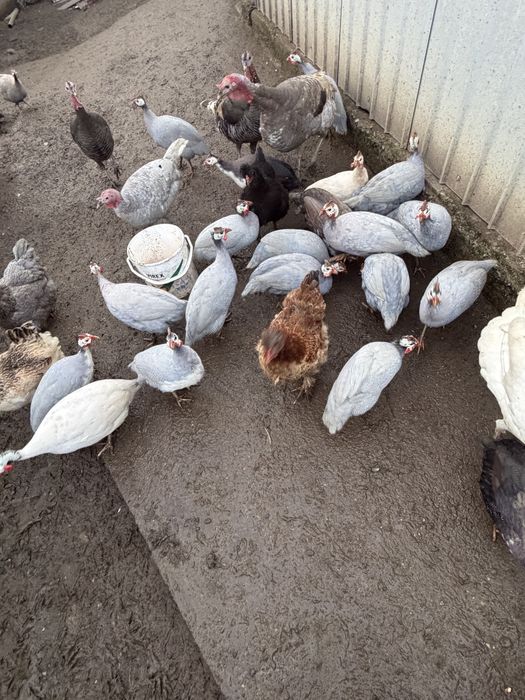 Vand picheri, gaini , curci