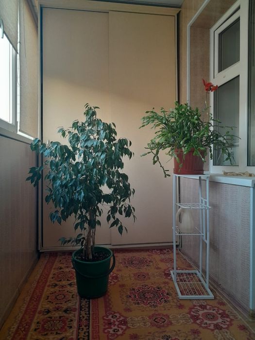 Продаю домашние фикусы