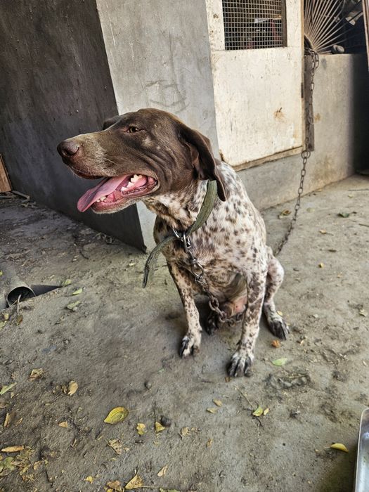 Курцхар кабель полный рабочый