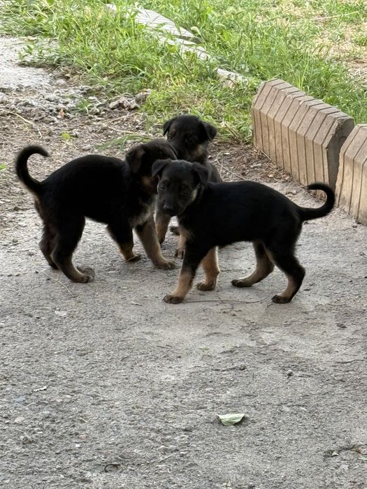 Щенки овчарка помесь