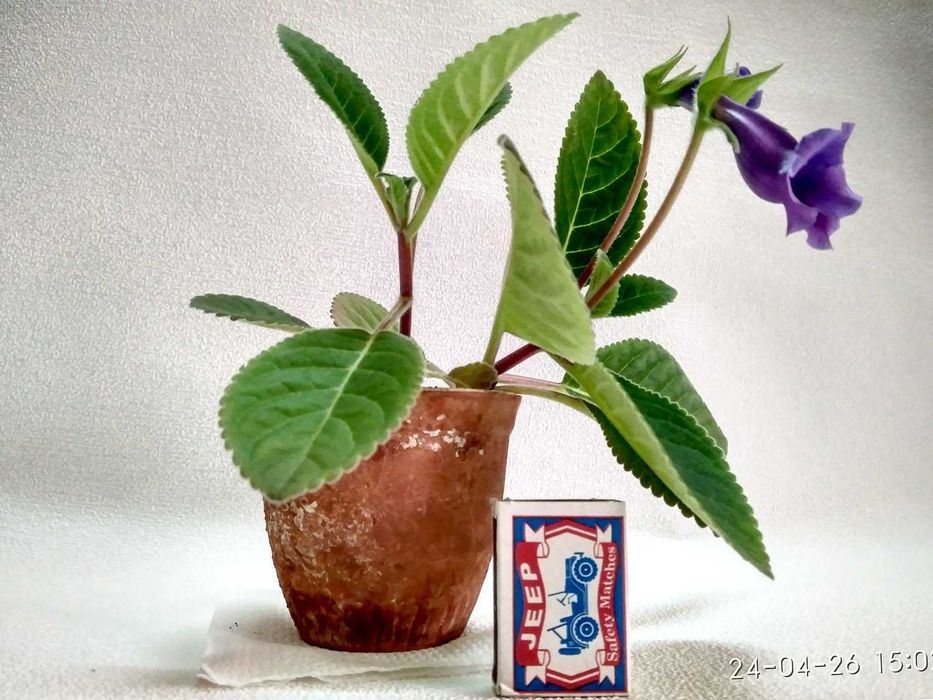 Продам комнатный цветок: Зацвевшую ГЛОКСИНЕЮ! - под пересадку.
