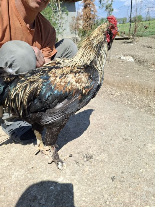 Хуроз сотилади. Домашний.