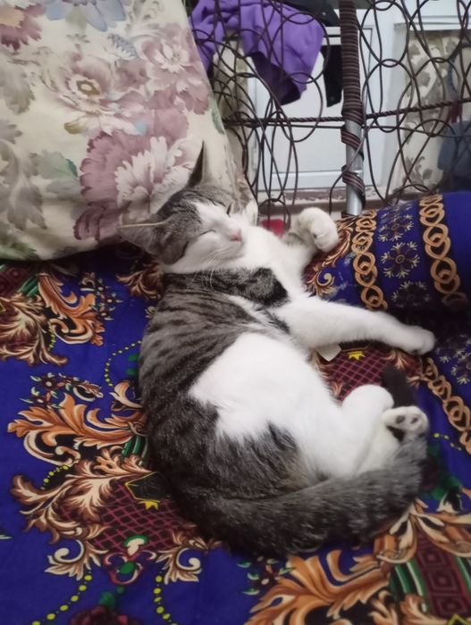 Отдам даром бесплатно