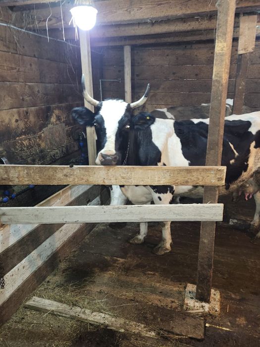Vand vaca holstain 6 ani 4 fatari Campulung Arges pret 12.000 lei negociabil