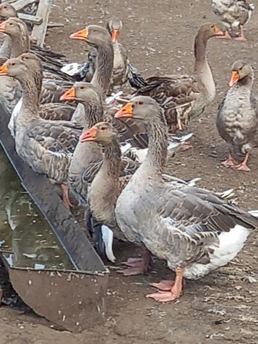 Яйца гусиные, пешите вотцап.