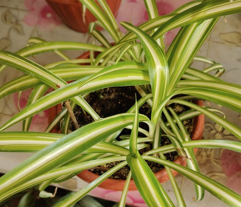 Продам комнатные цветы