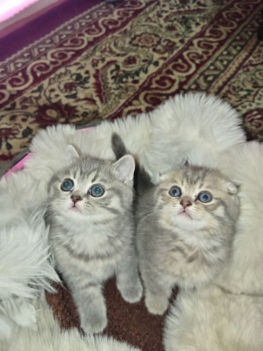 Фолд и страйт котята