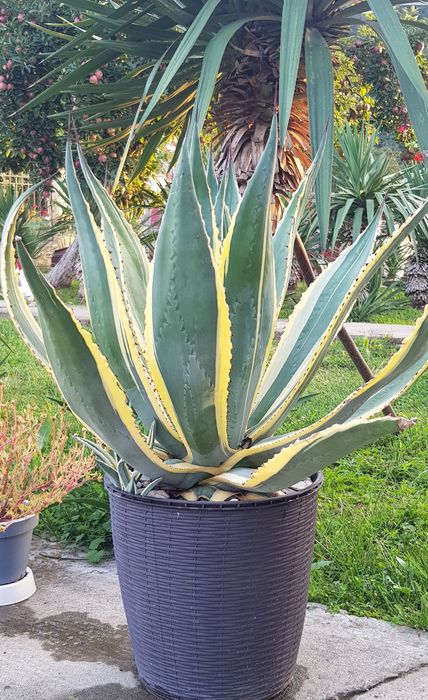 Agava verde și agava american