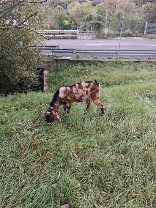 Vand carcasa de iedut