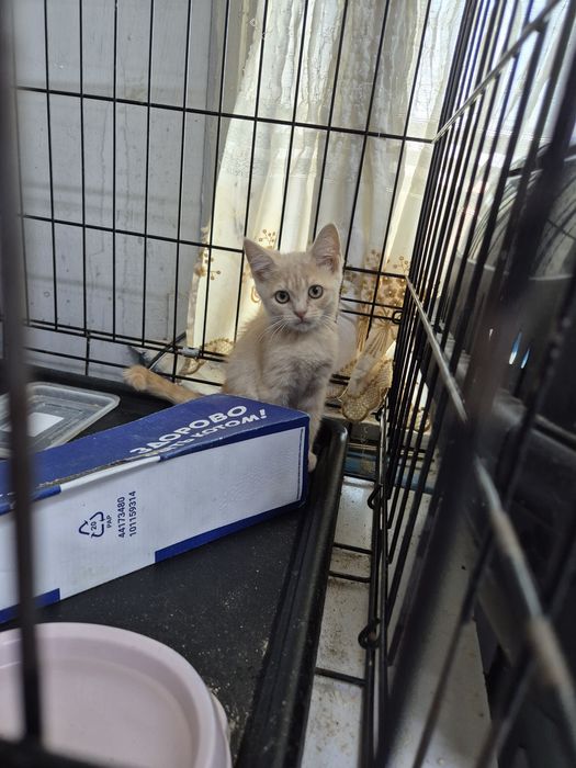 Котенок мальчик примерно 3.5 месяца