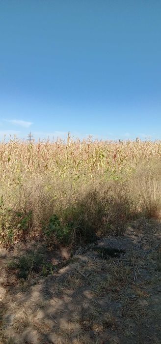 Амалдаги қишлоқ хўжалиги фирмаси сотилади!
Продается фирма!