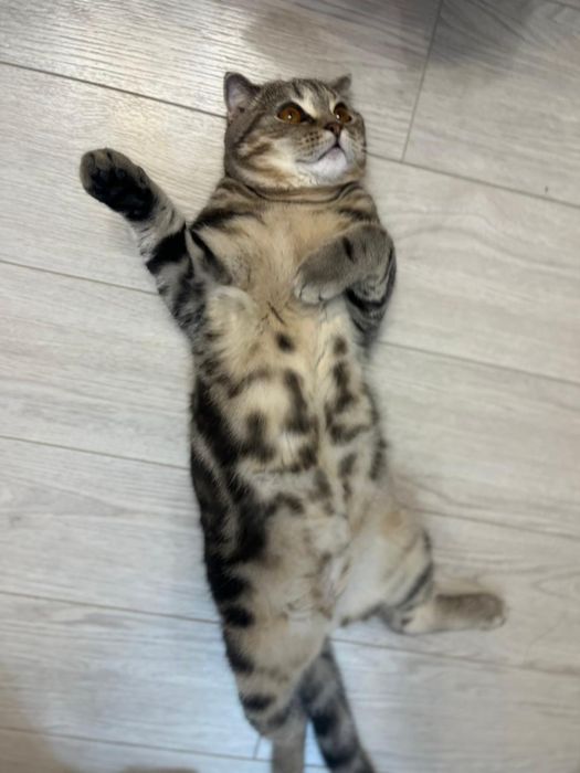 Отдам кота в добрые руки