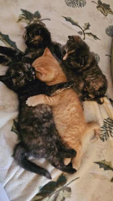 Котята кошечки папа британец