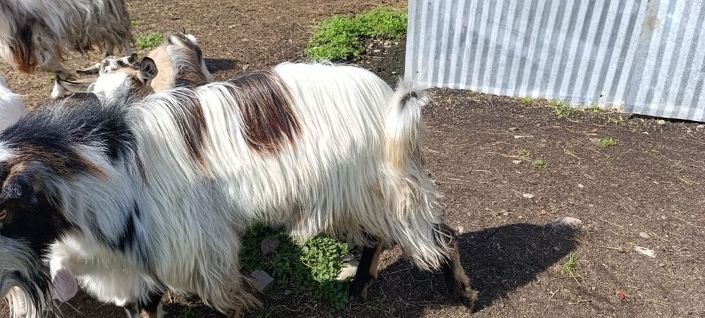 Vând Țap Metis tânăr