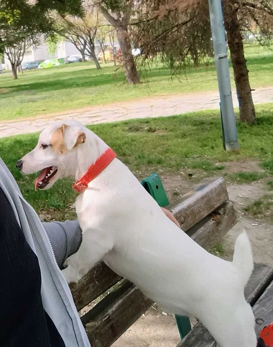 Джак Ръсел териер