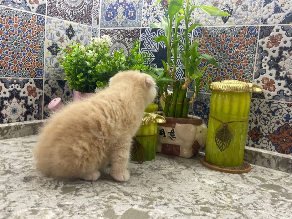 Котята скотиш фолд