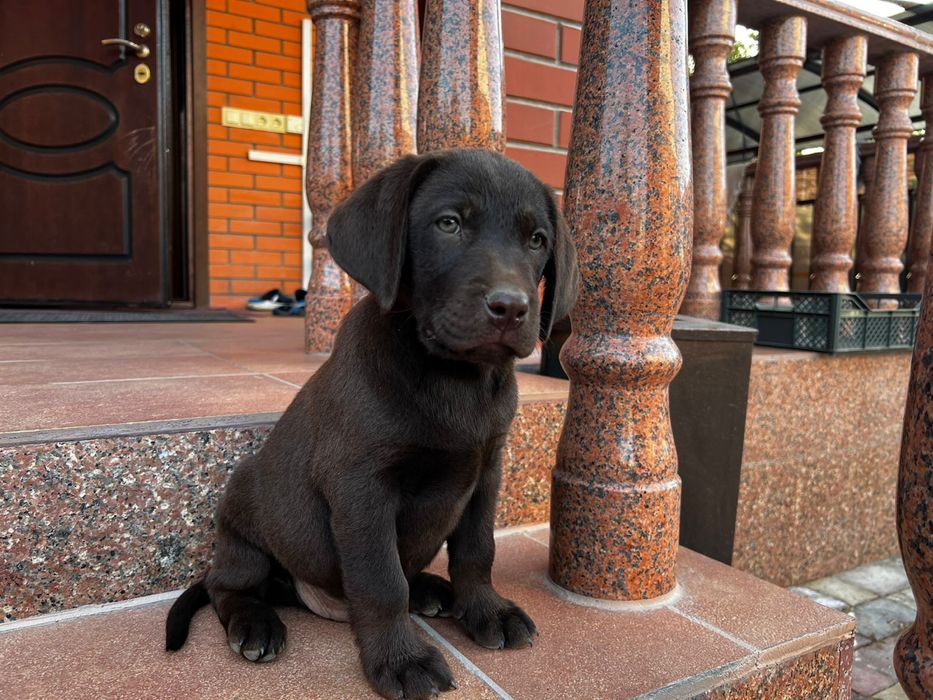 Вязка Лабрадор Ретривер кобель