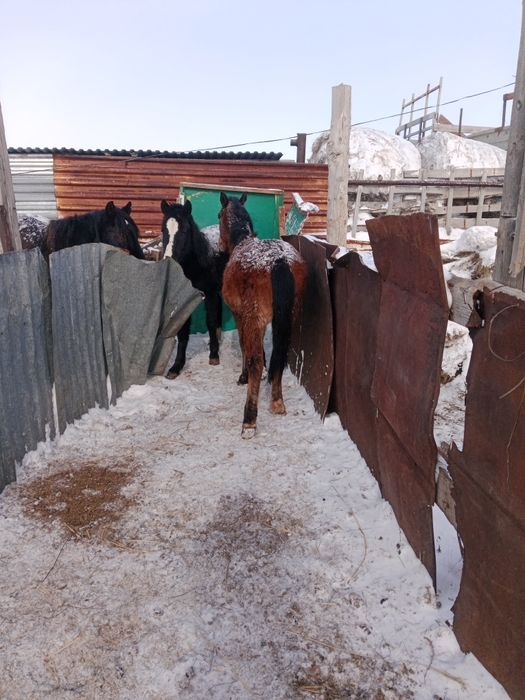 Тайларды сатамын