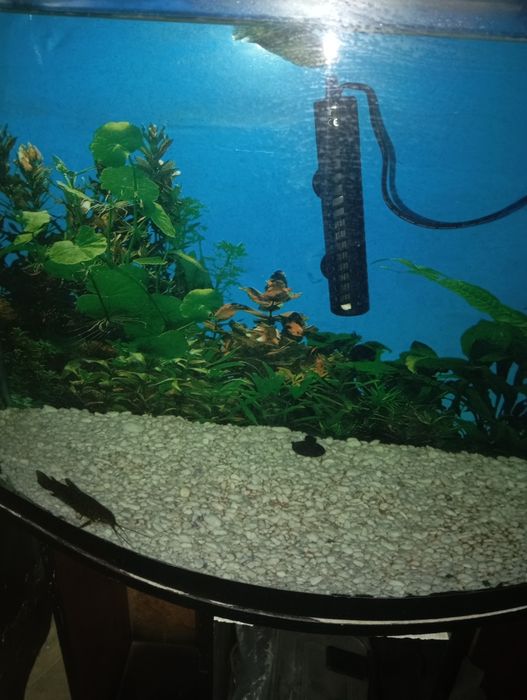 Продается аквариум с рыбками