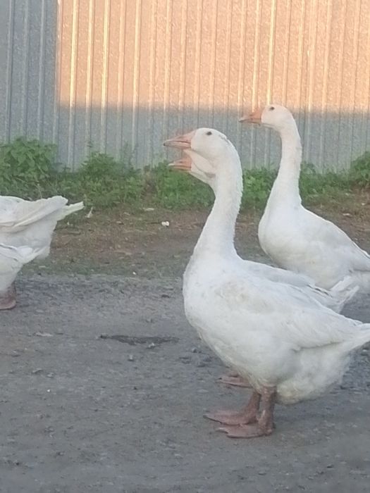 Продам гусей на племя.