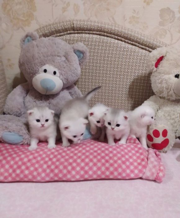 Шиншилла кот на вязку