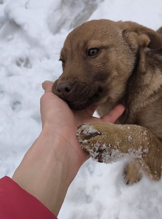 Девочка 4 месяца в добрые руки НЕ на цепь