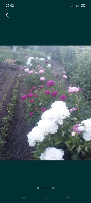 СРОЧНО!!! Продам дачу