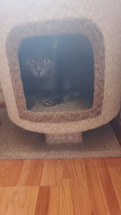 Зоогостиница передержка