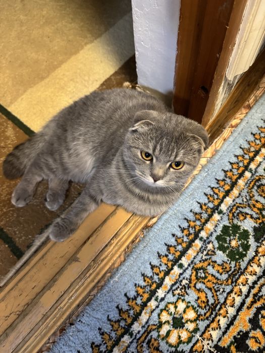 Кошка скотиш фолд беременная