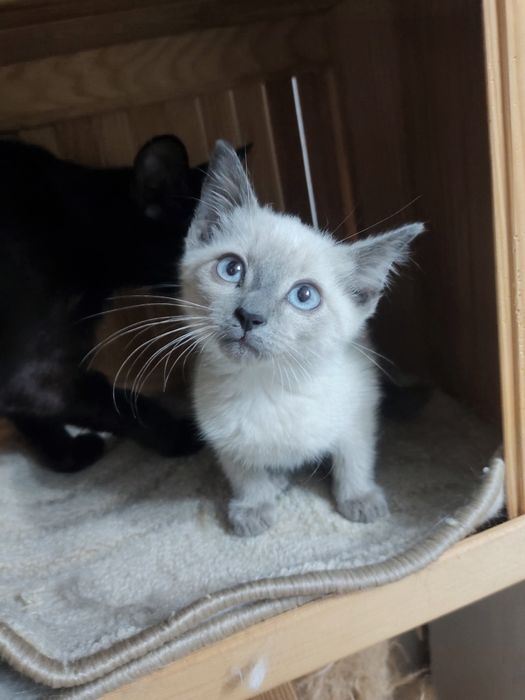 Котенок в добрые руки