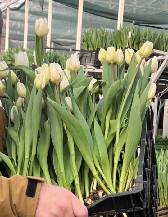 Тюльпаны на 8 марта - Астана