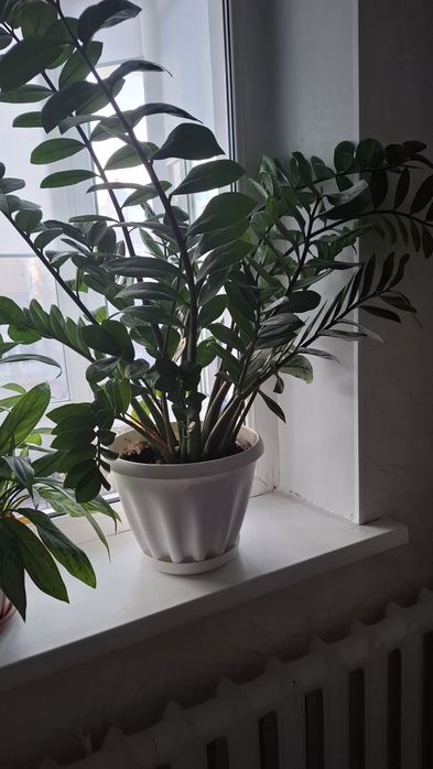 Доллар называет цветы