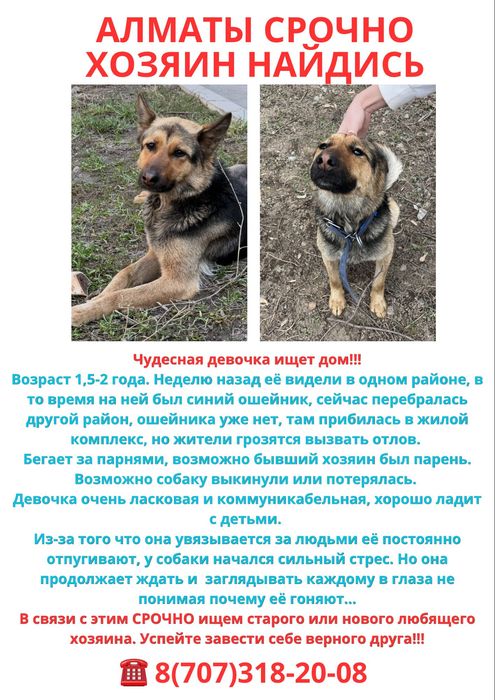 Верный друг ищет дом